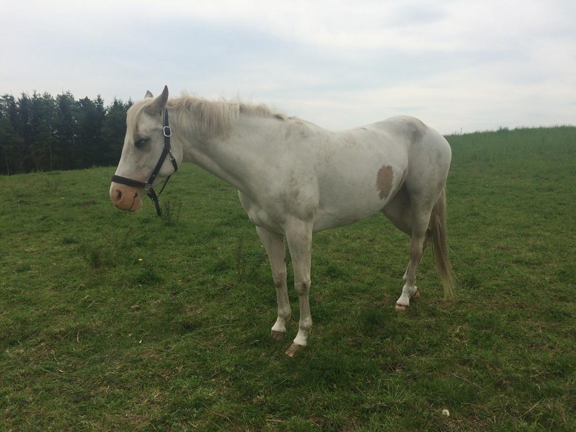 Paint CW Snow Qween billede 7