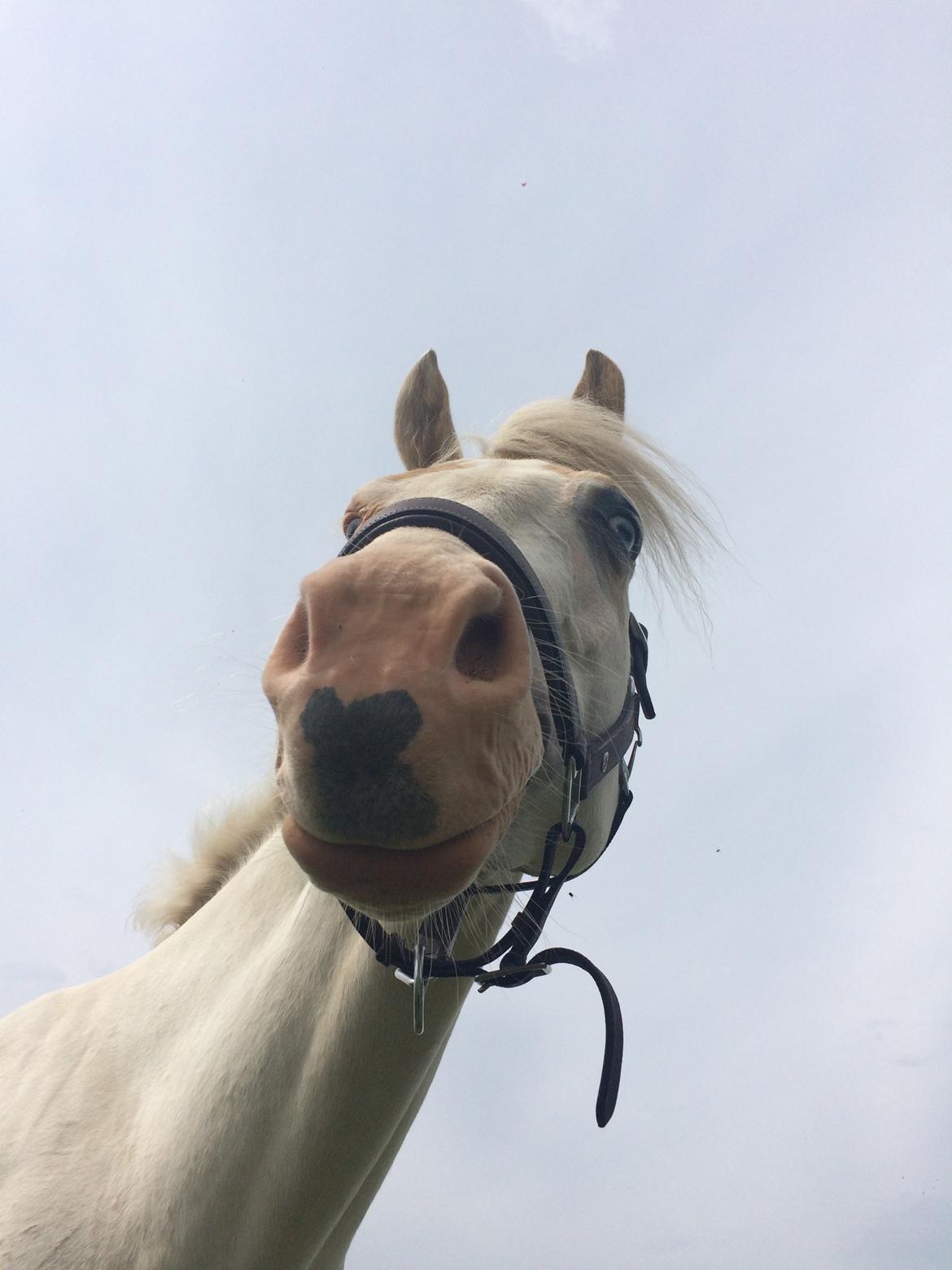 Paint CW Snow Qween billede 8