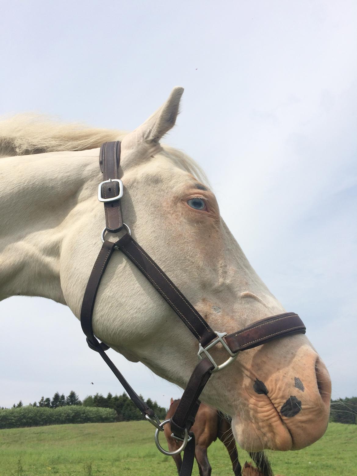 Paint CW Snow Qween billede 9