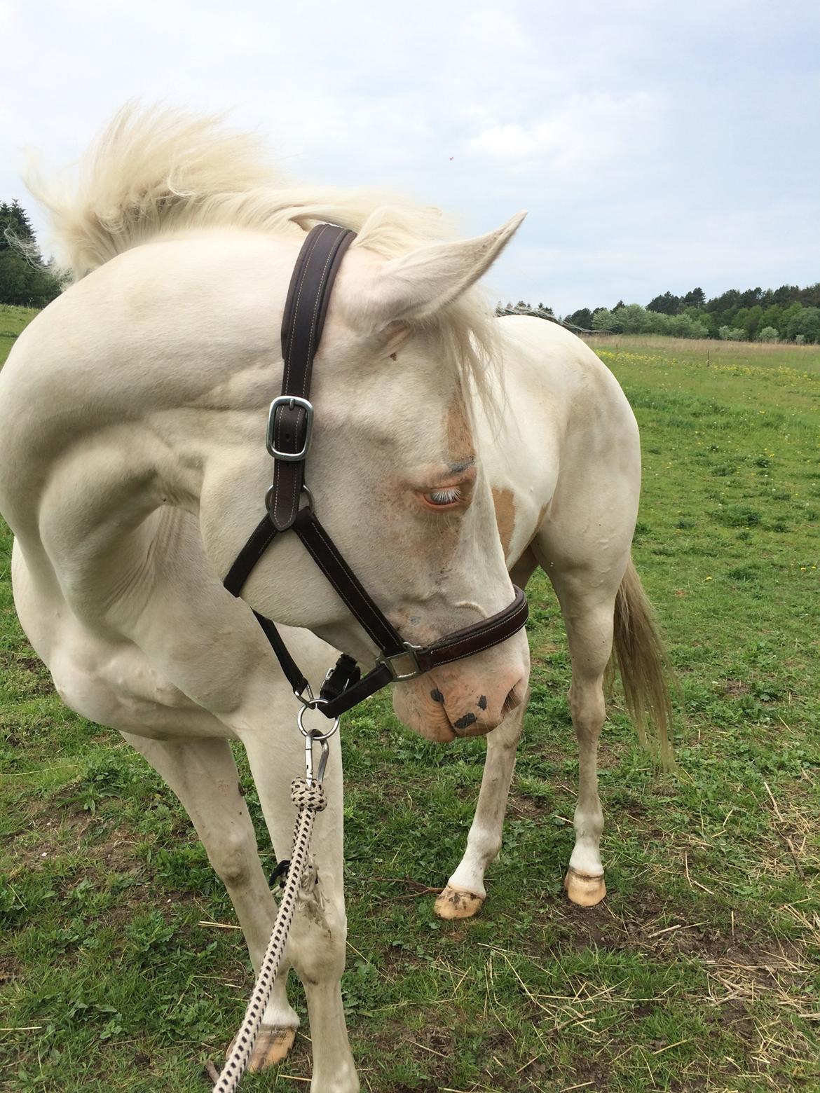 Paint CW Snow Qween billede 10