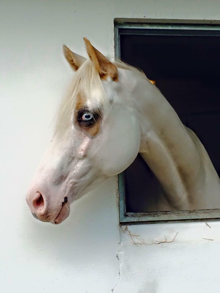 Paint CW Snow Qween - Det første billede jeg så af Snowy. billede 2