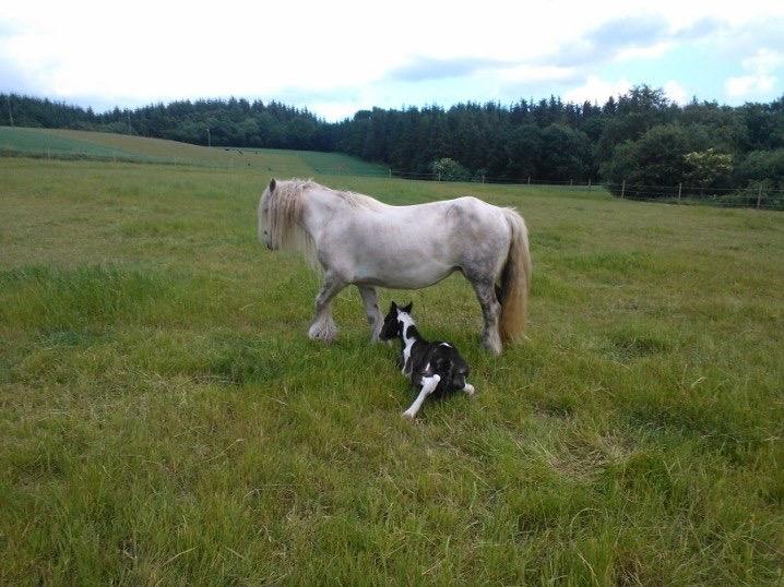 Irish Cob Haven's Haley Van Connery billede 1