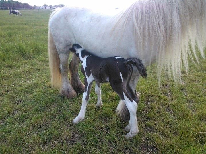 Irish Cob Haven's Haley Van Connery billede 3