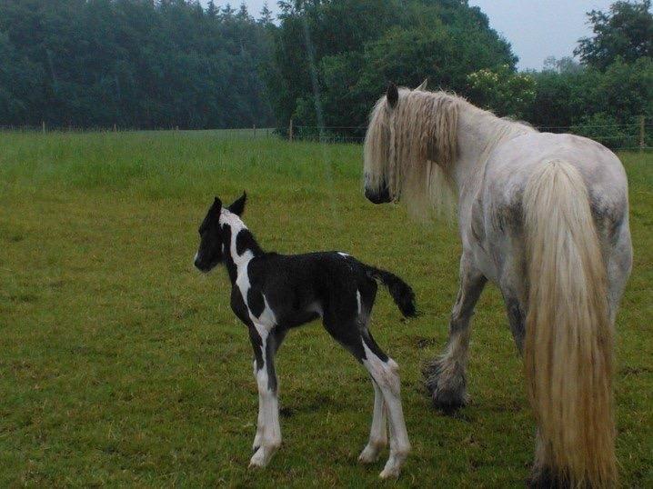 Irish Cob Haven's Haley Van Connery billede 4