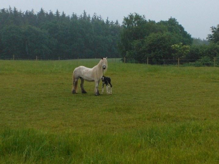 Irish Cob Haven's Haley Van Connery billede 5