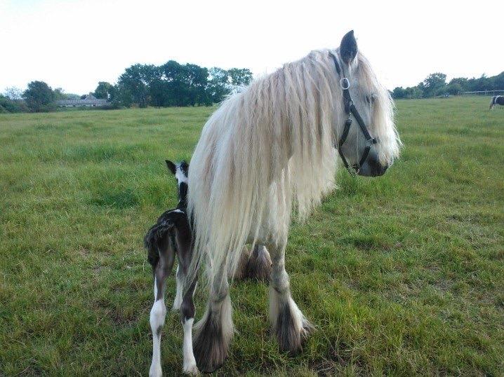 Irish Cob Haven's Haley Van Connery billede 2