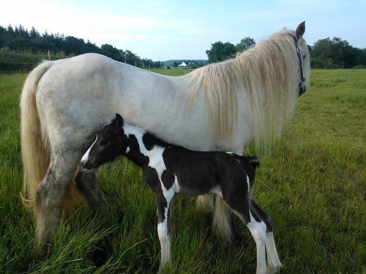 Irish Cob Haven's Haley Van Connery billede 6