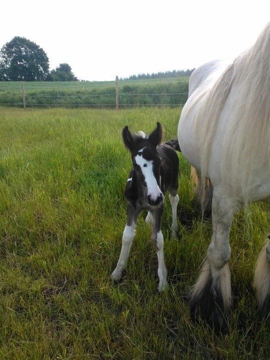 Irish Cob Haven's Haley Van Connery billede 8