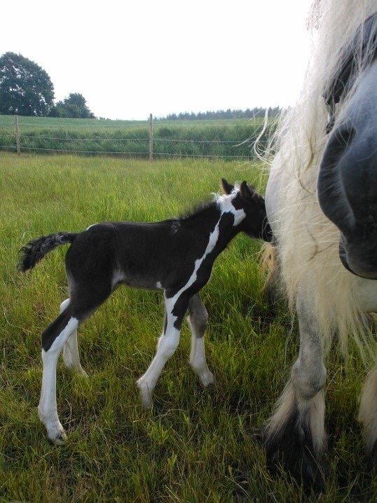 Irish Cob Haven's Haley Van Connery billede 7