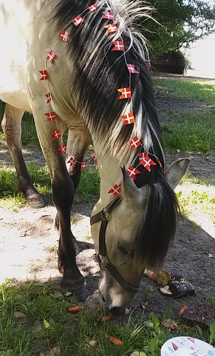 Anden særlig race Sukinox Her kommer jeg *Kalle* billede 28