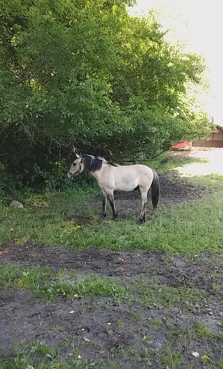 Anden særlig race Sukinox Her kommer jeg *Kalle* billede 33