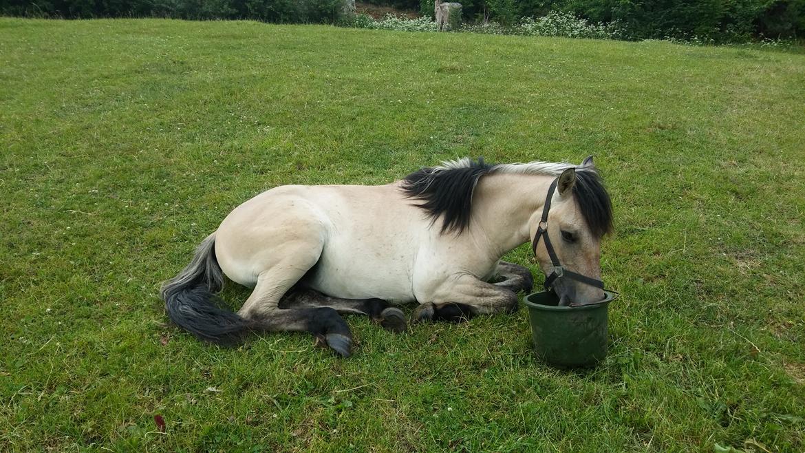 Anden særlig race Sukinox Her kommer jeg *Kalle* billede 31