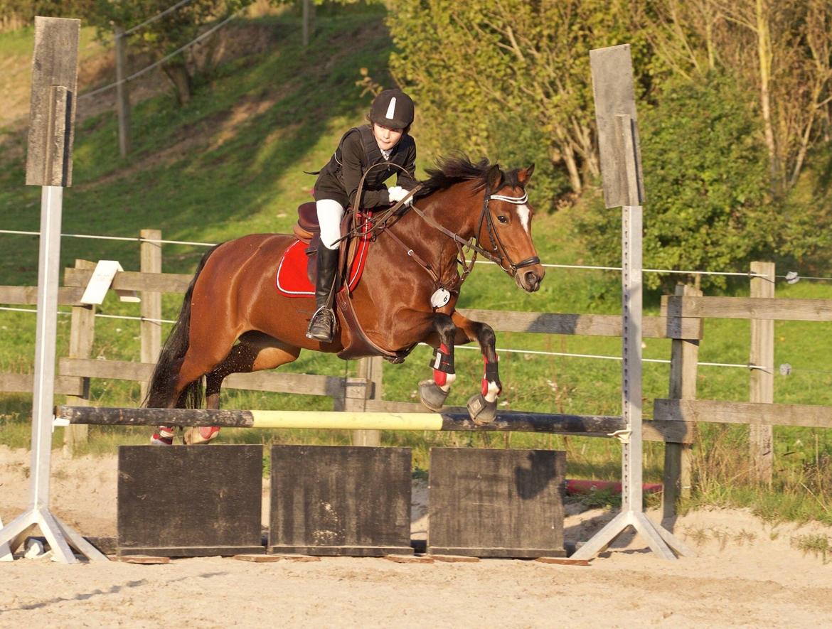 Anden særlig race Constance (kaldenavn Karma) billede 18