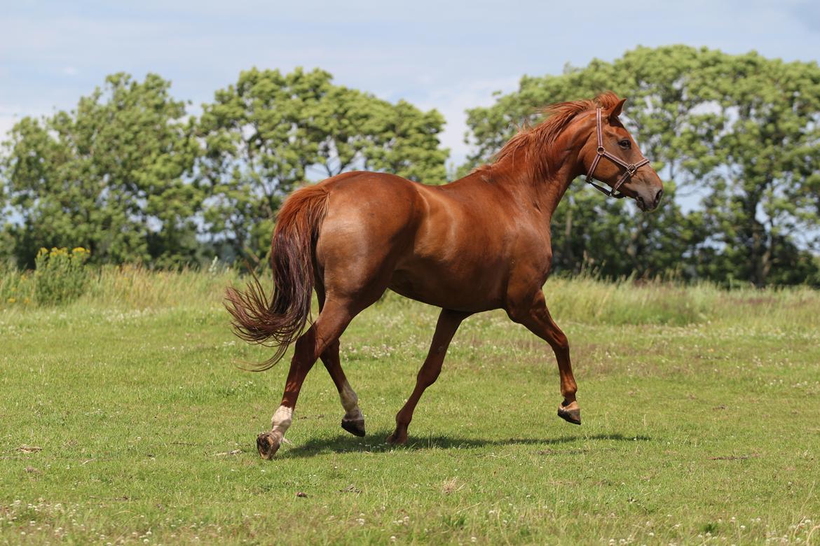 Dansk Varmblod Lapp dela billede 3