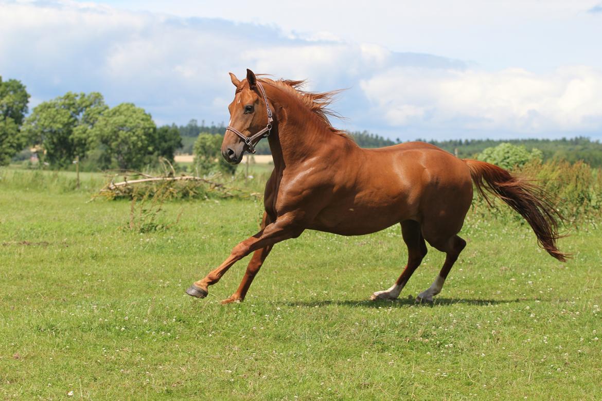 Dansk Varmblod Lapp dela billede 4