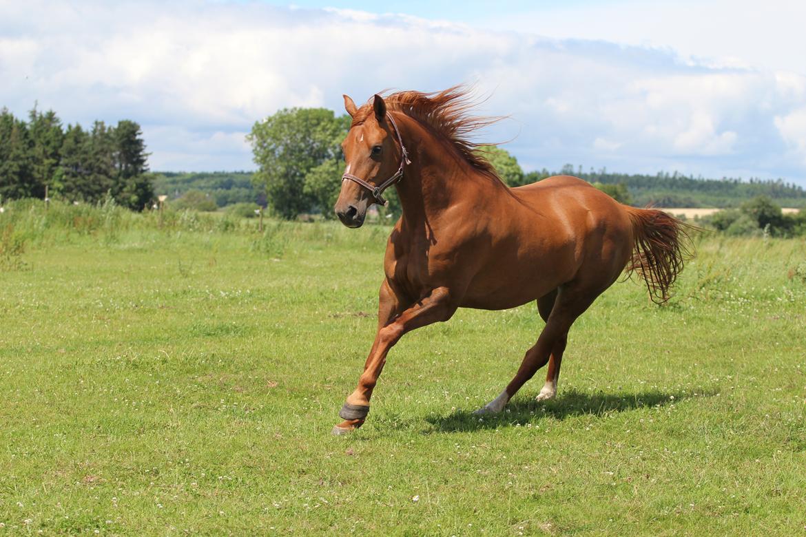 Dansk Varmblod Lapp dela billede 5