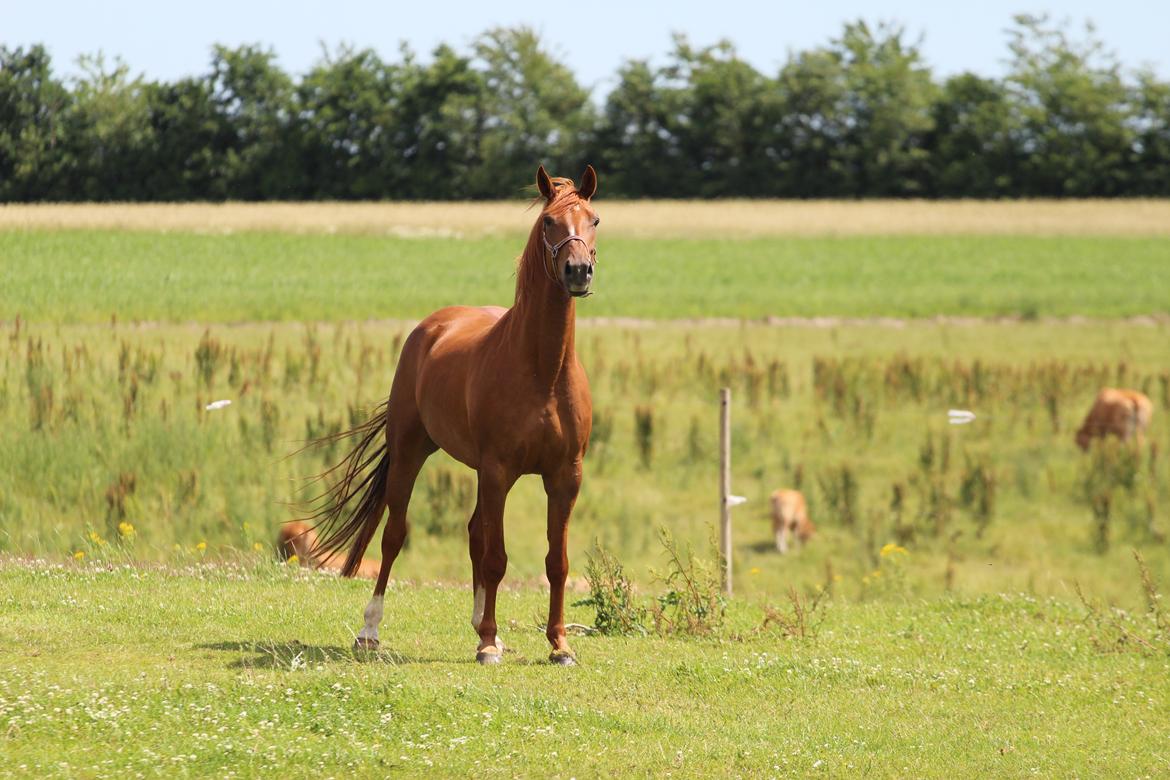 Dansk Varmblod Lapp dela billede 1