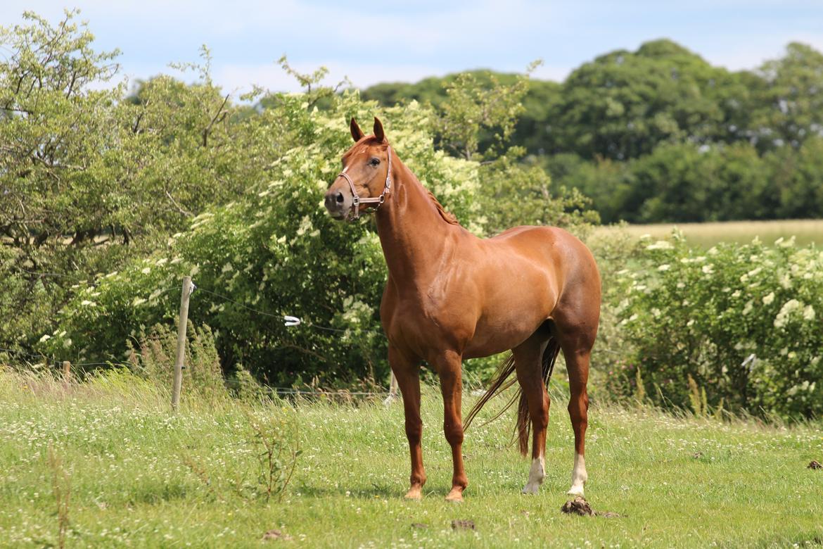 Dansk Varmblod Lapp dela billede 2