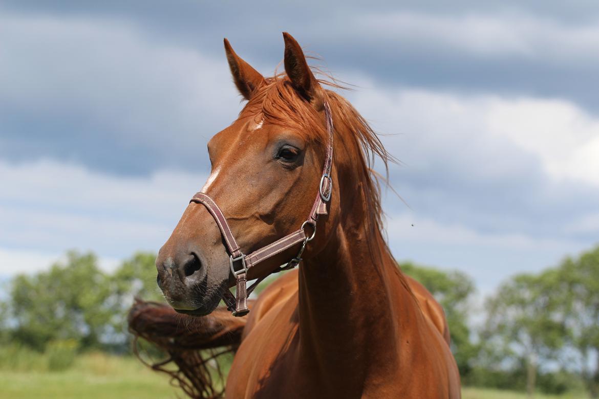 Dansk Varmblod Lapp dela billede 6