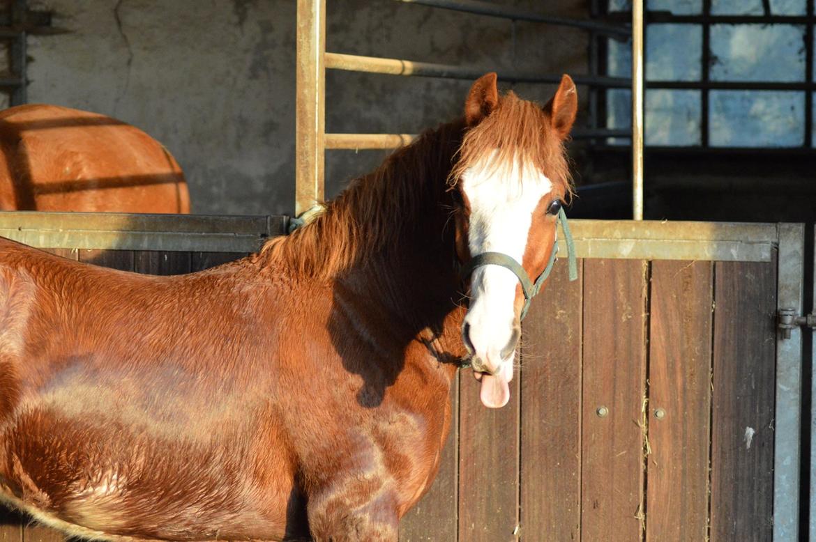 Welsh Pony af Cob-type (sec C) Noerrelide's Northern Light billede 13