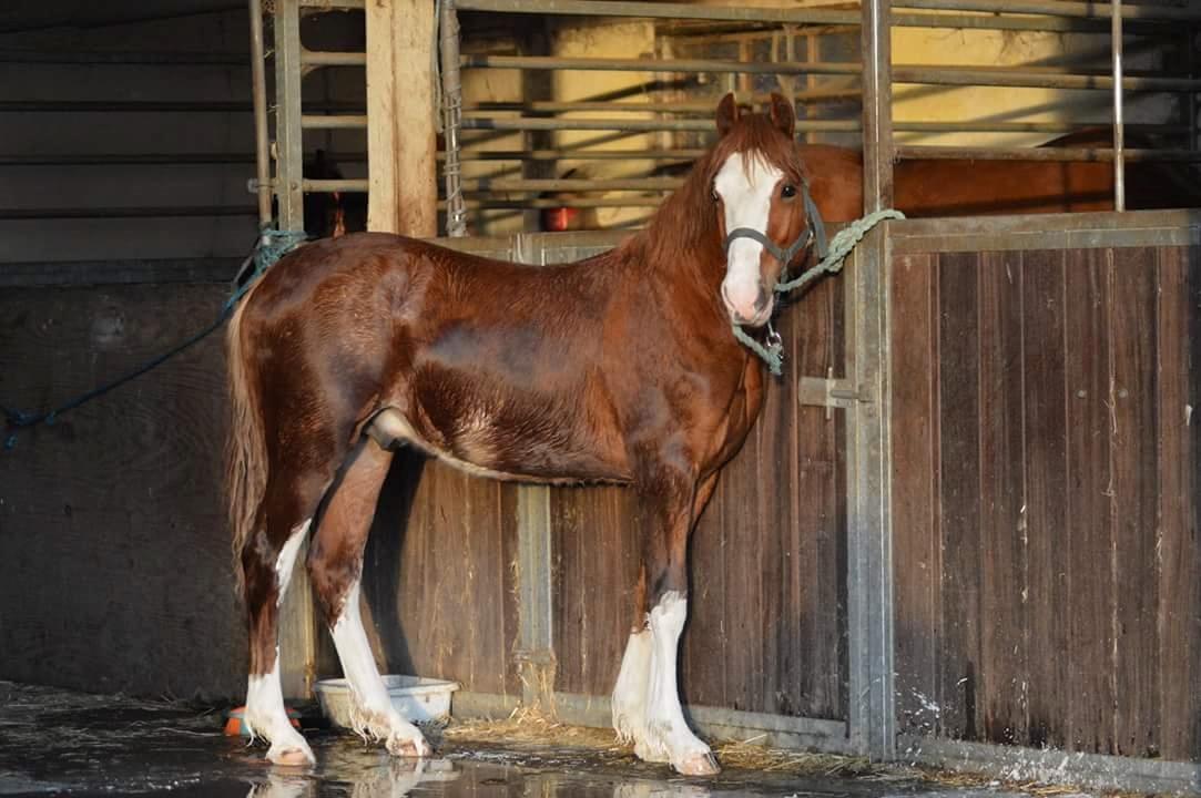 Welsh Pony af Cob-type (sec C) Noerrelide's Northern Light - 6. maj 2016, bad inden plagskue billede 12