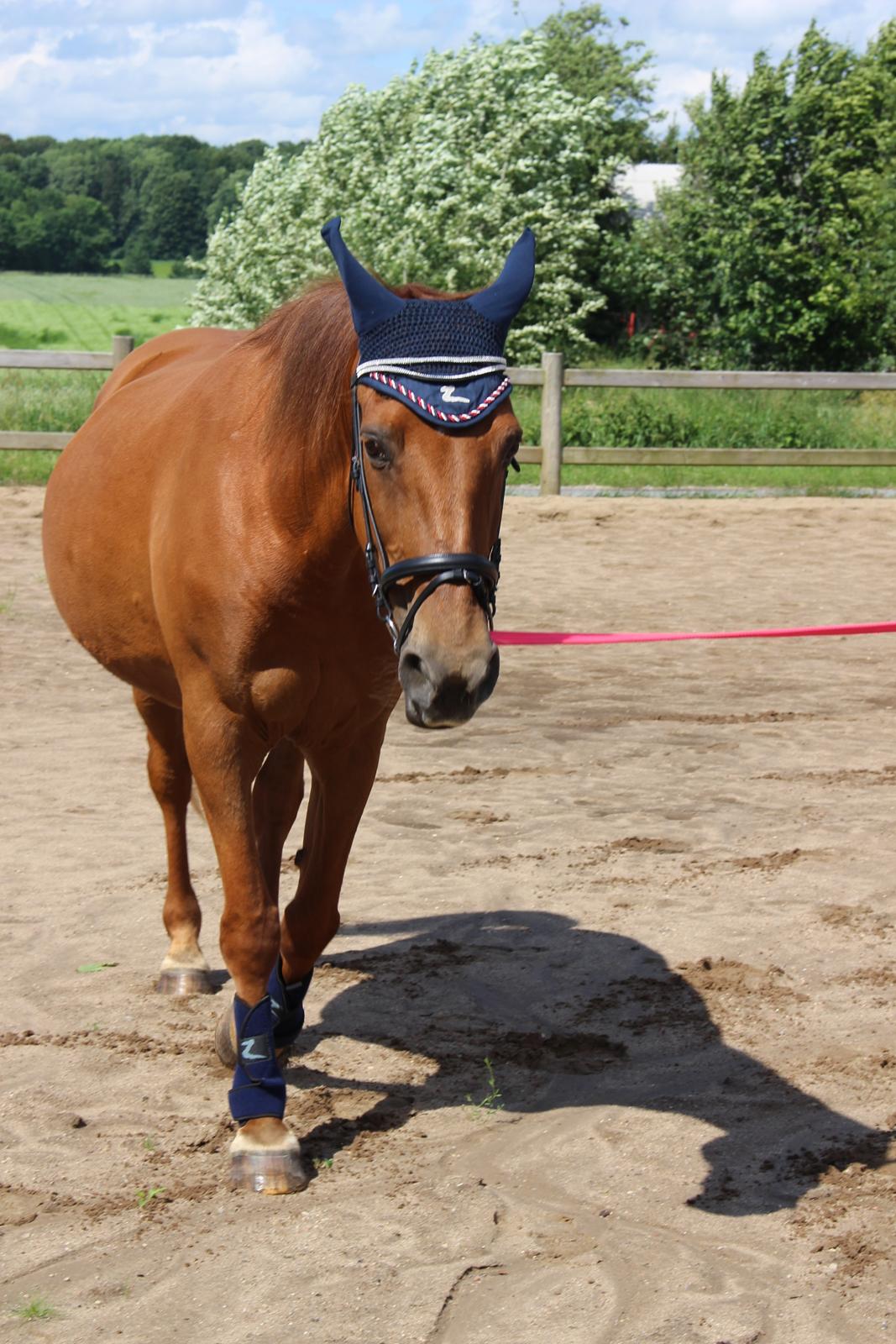 Anden særlig race Mulle billede 11