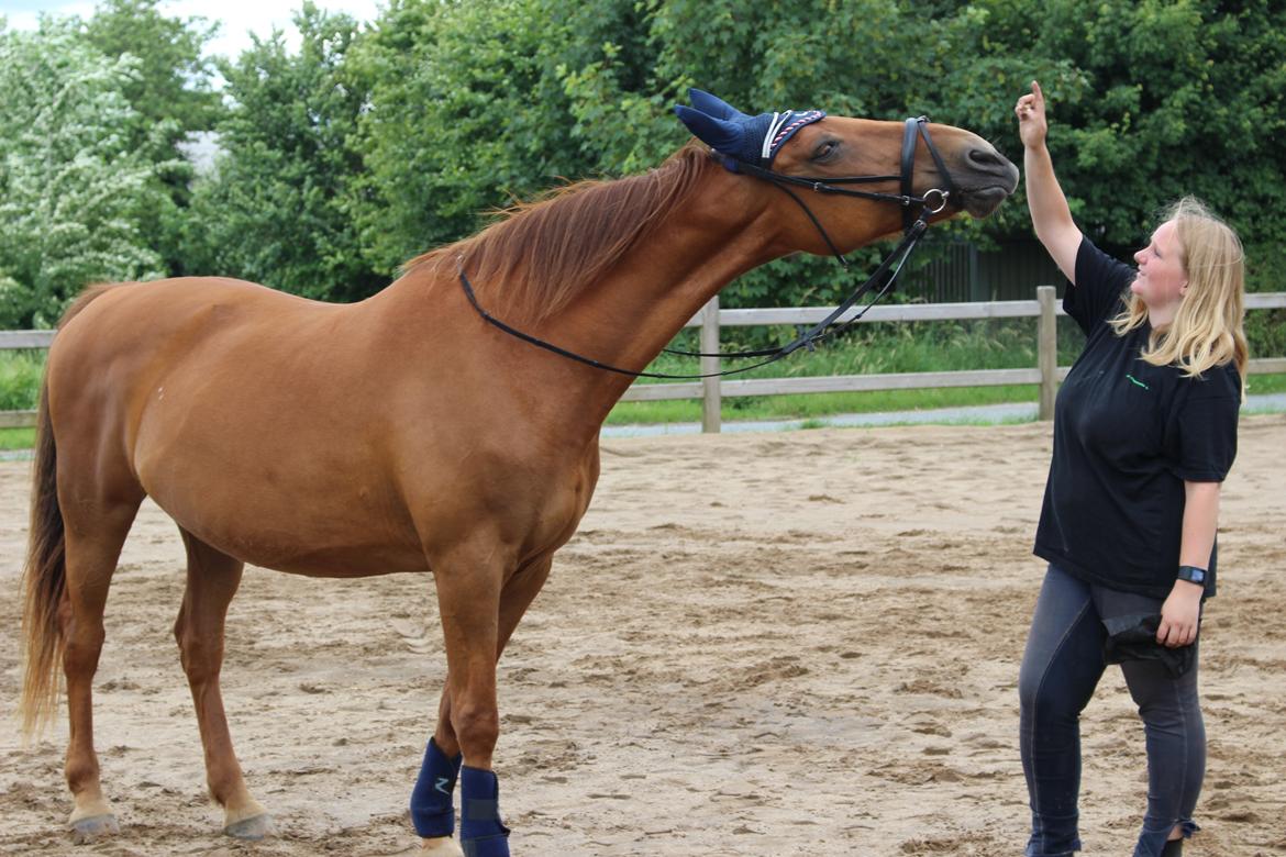 Anden særlig race Mulle billede 9