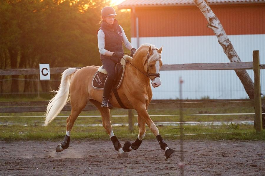 Palomino Shulay Gold Fever*AVLSHINGST* billede 15