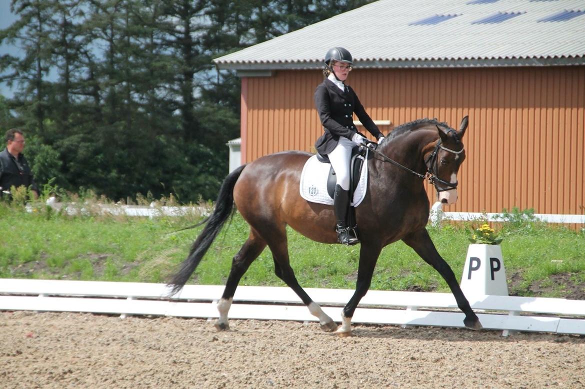 Tysk Varmblod A'kayzia billede 10