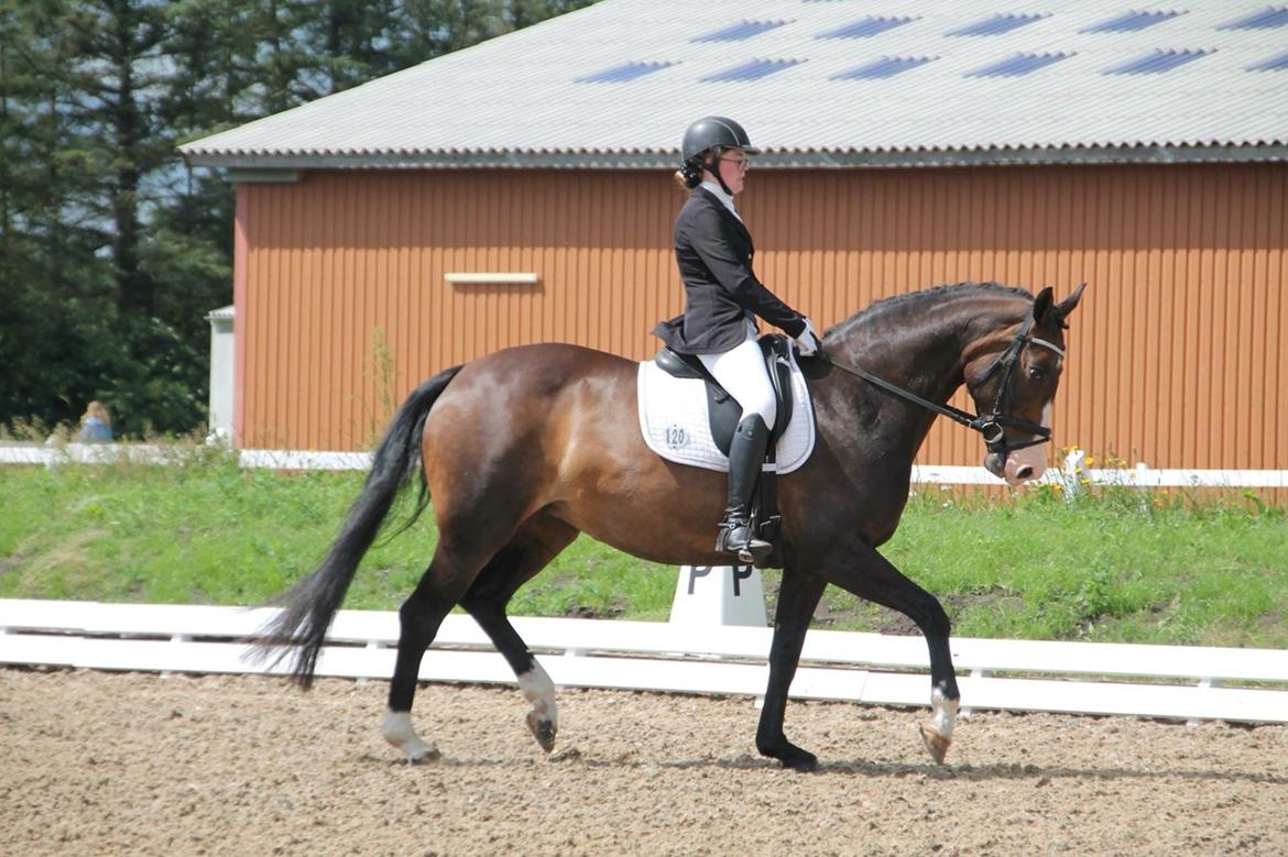 Tysk Varmblod A'kayzia billede 11