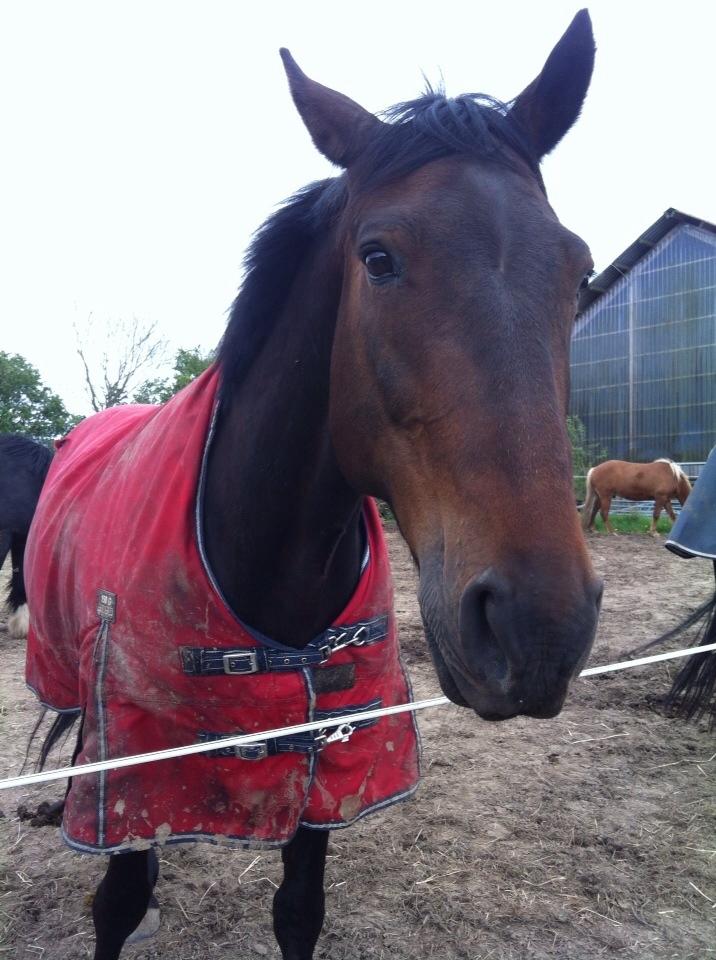 Traver Ideal Ørbæk billede 7