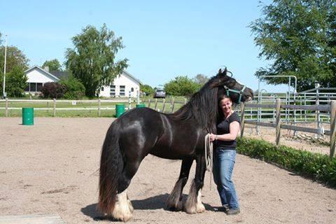 Irish Cob Royal Riain by Lovecob billede 2