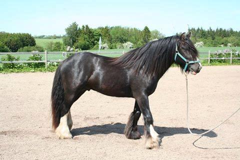 Irish Cob Royal Riain by Lovecob billede 3