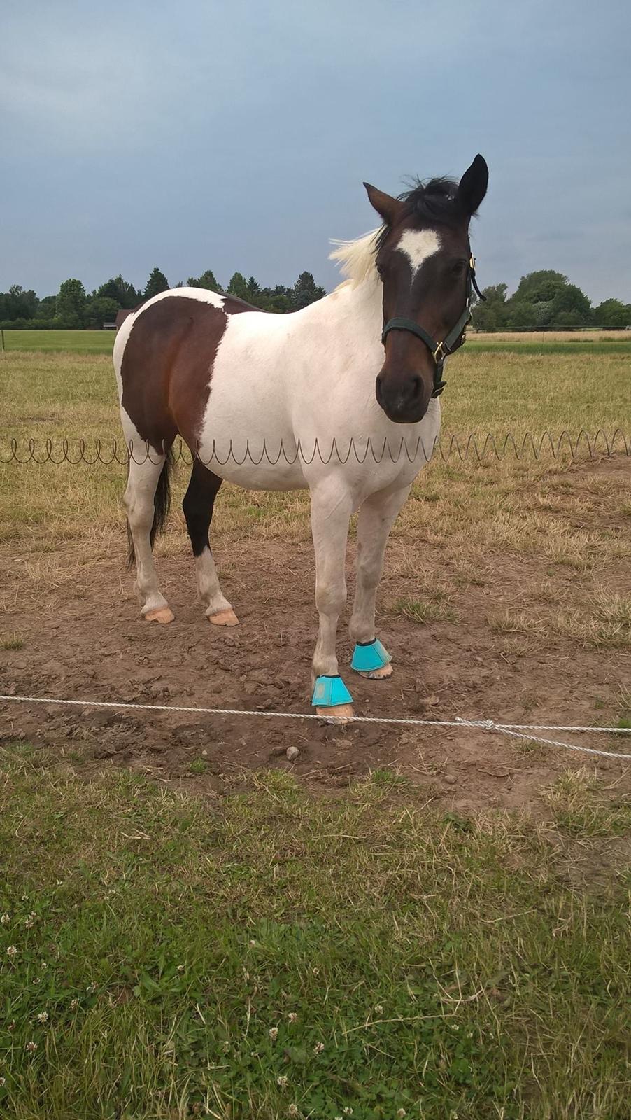 Anden særlig race Sofus  - Flotte fyr ❤️ billede 4
