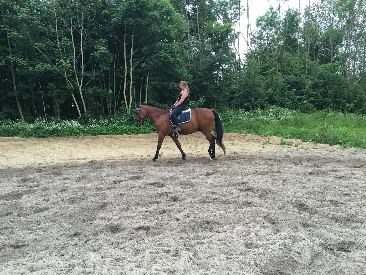 Traver Cæcar billede 19