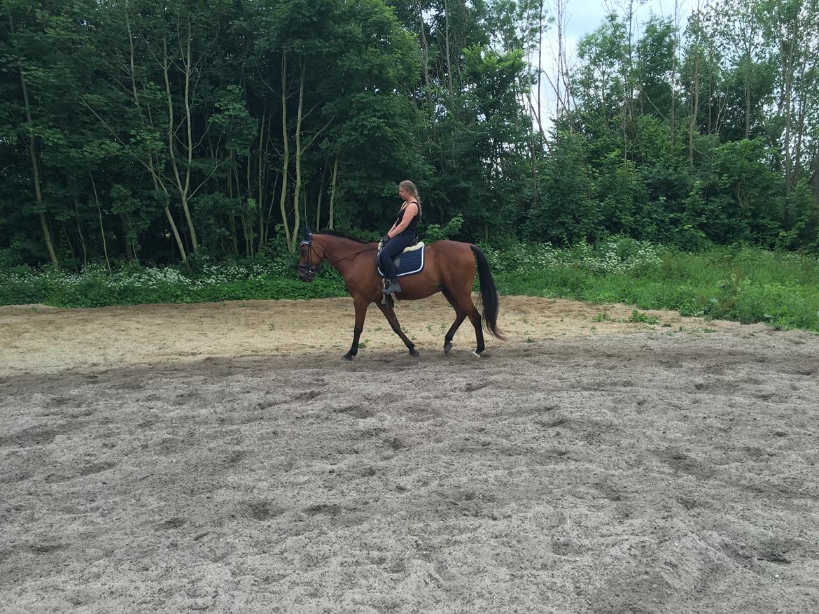 Traver Cæcar billede 20