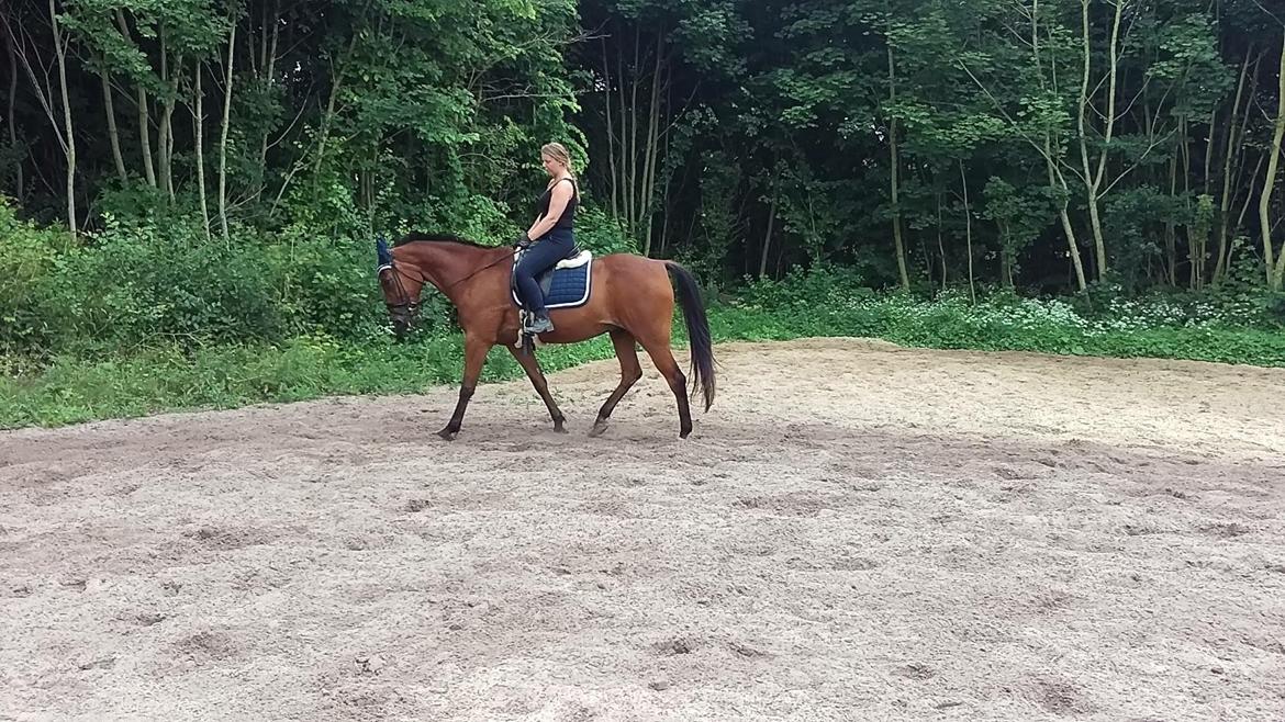 Traver Cæcar billede 23