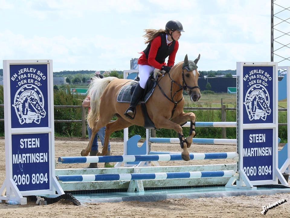 Palomino Siverholm's Linox billede 6