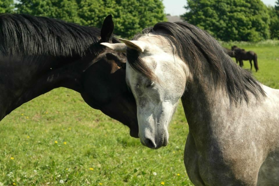 Arabisk fuldblod (OX) Wicente Estopa of Tas OX billede 1