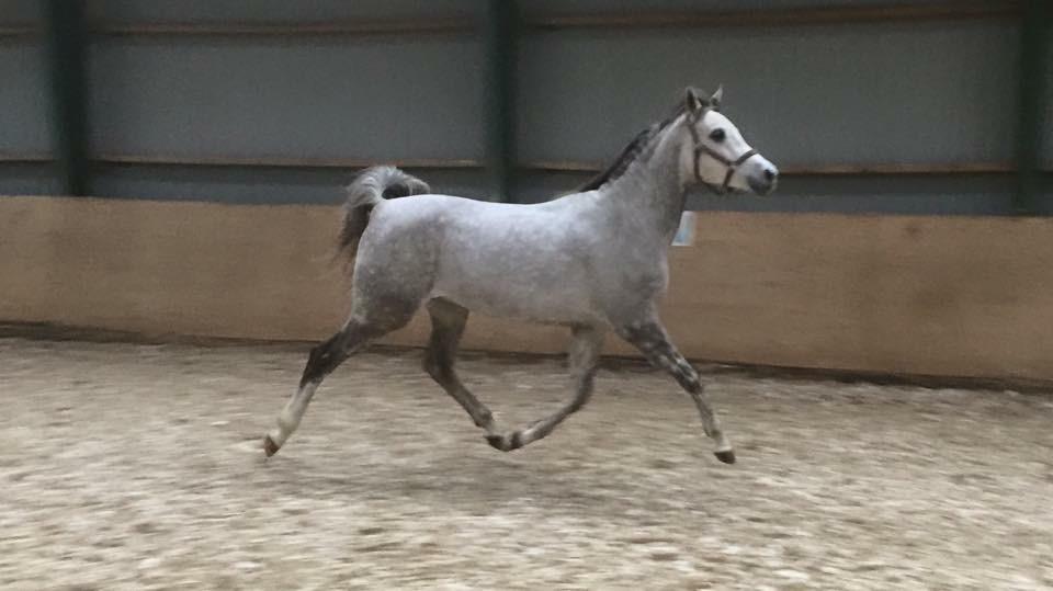 Arabisk fuldblod (OX) Wicente Estopa of Tas OX billede 2