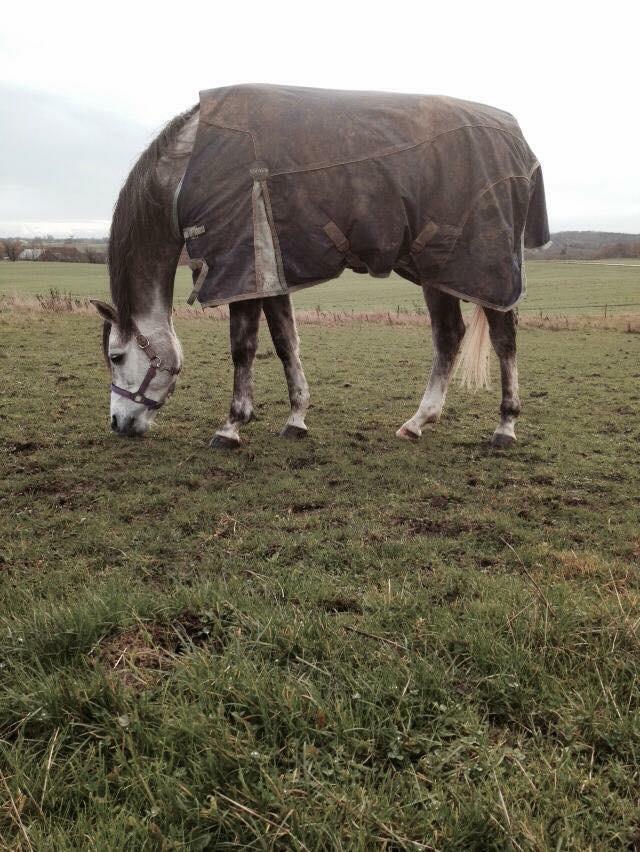 Arabisk fuldblod (OX) Wicente Estopa of Tas OX billede 4