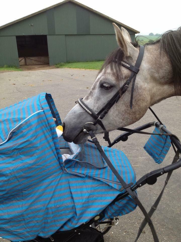 Arabisk fuldblod (OX) Wicente Estopa of Tas OX billede 3