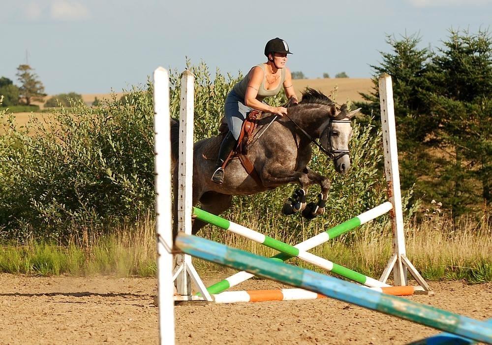 Arabisk fuldblod (OX) Wicente Estopa of Tas OX billede 6