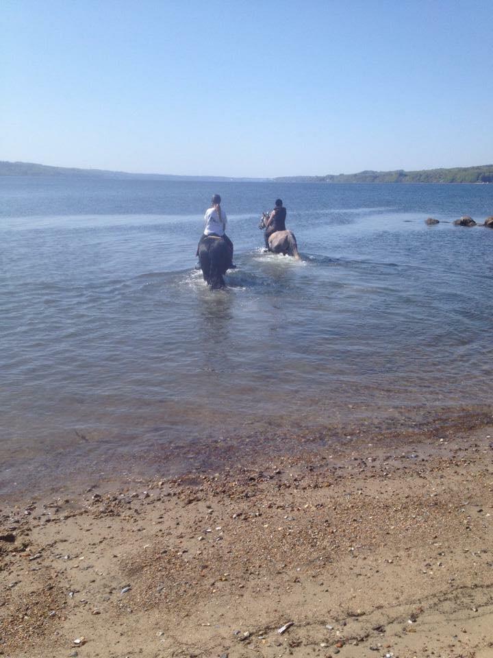 Arabisk fuldblod (OX) Wicente Estopa of Tas OX billede 5