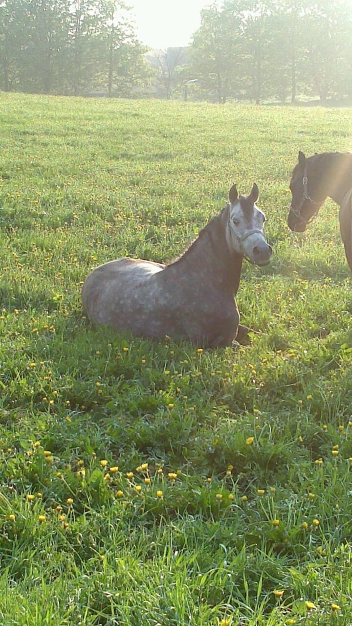 Arabisk fuldblod (OX) Wicente Estopa of Tas OX billede 8