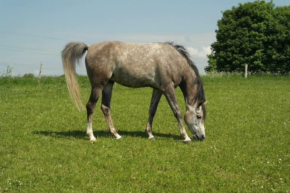 Arabisk fuldblod (OX) Wicente Estopa of Tas OX billede 7