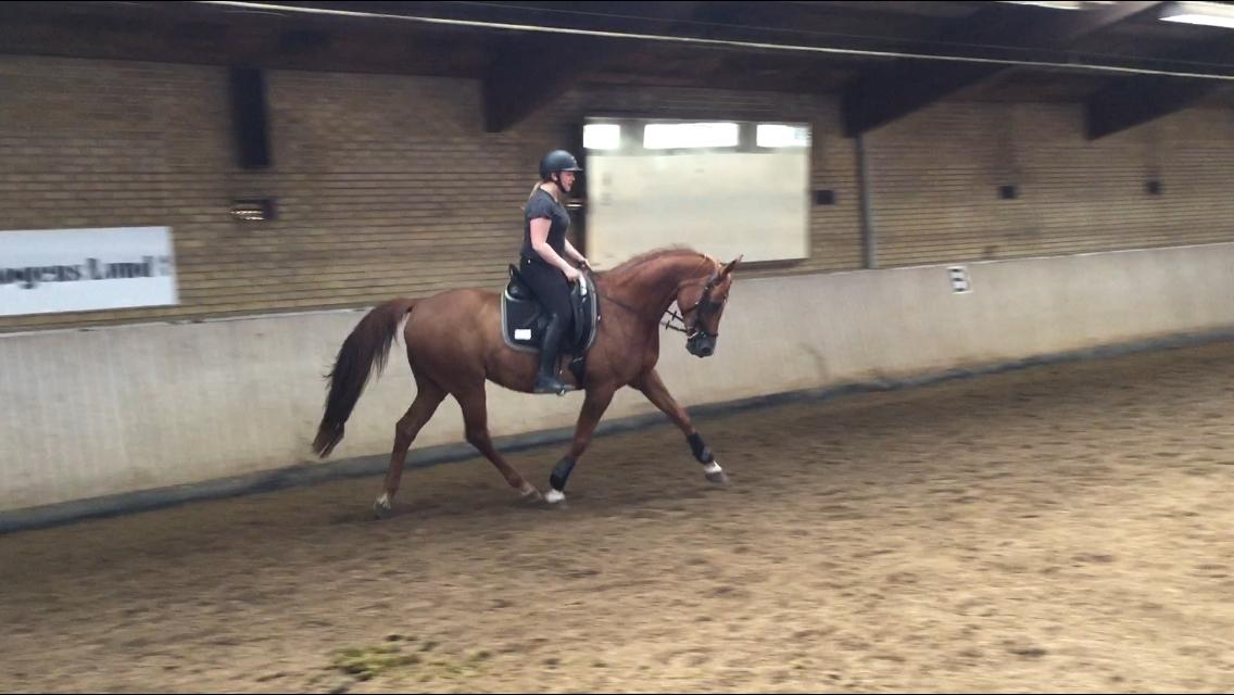 Anden særlig race Manja  billede 23