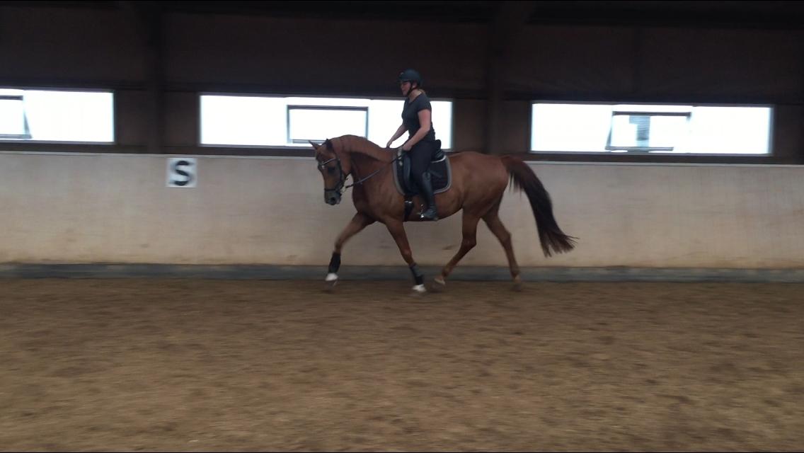 Anden særlig race Manja  billede 21