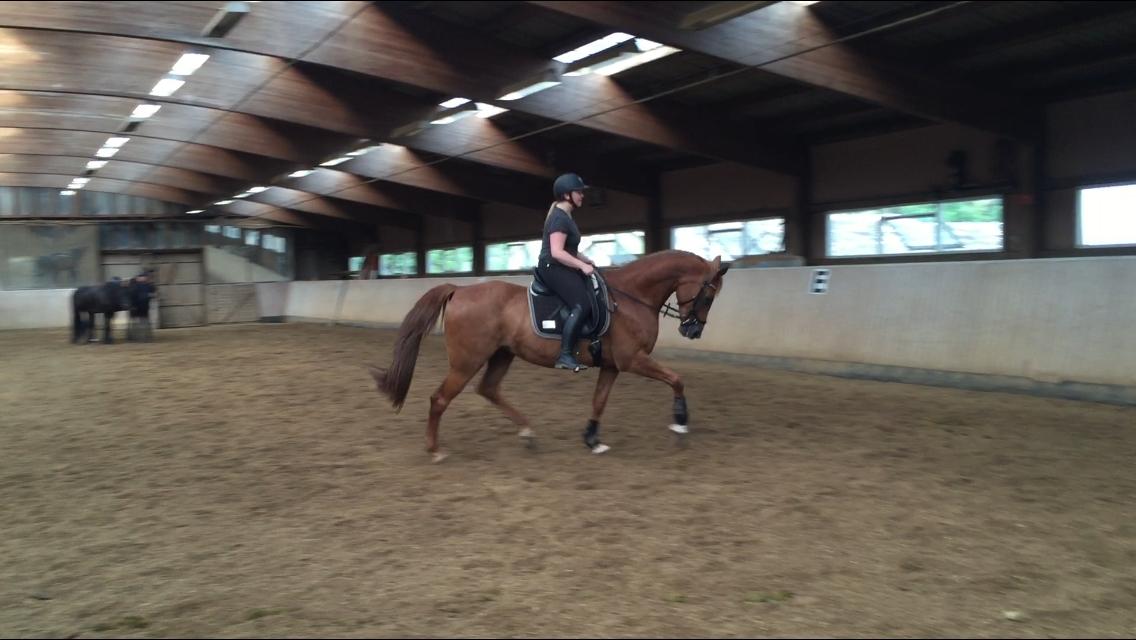 Anden særlig race Manja  billede 16