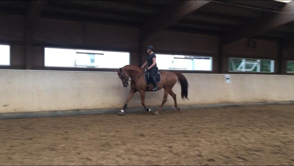 Anden særlig race Manja  billede 12